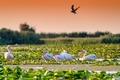 Danube Delta