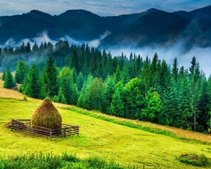 Bukovina